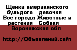 Щенки американского бульдога ( девочки) - Все города Животные и растения » Собаки   . Воронежская обл.